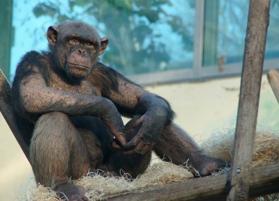 Schimpanse 14 01.jpg
