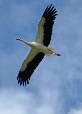 22-04-2014 Schloss Nymphenburg (95)2_bearbeitet-1.jpg