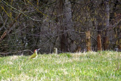 Grünspecht.jpg