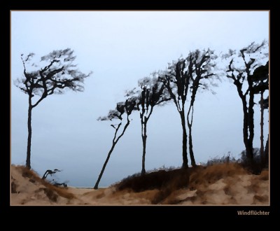 Windflüchter baklein.jpg