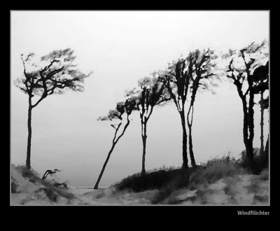 Windflüchter sw.jpg