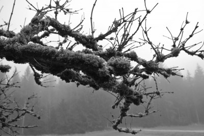 Nikon1 F4 BZ250 ISo110 BW13.JPG