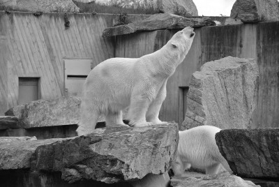 Nikon 1, f4 BZ250 ISO100 BW44.JPG