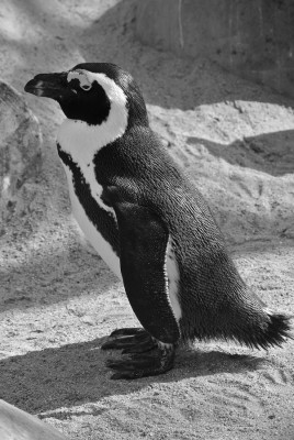 Nikon1 F4.5 BZ400 ISO 100 BW51.JPG