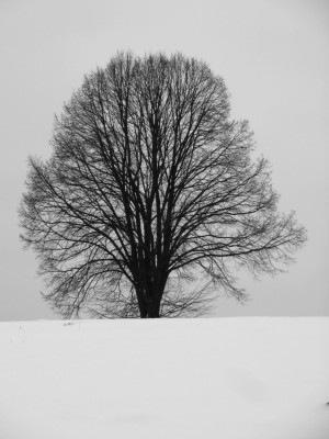 Baum im Winter.JPG