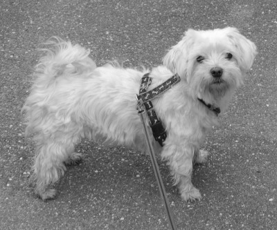 Nikon1 F5.6 BZ250 ISo200 BW30.JPG