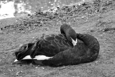 Nikon1 F3.5 BZ50 ISo800 BW59.JPG