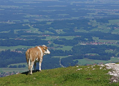 August 2012 Urlaub Walchsee (276) Kopie.jpg
