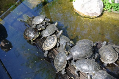 Schildkröten.JPG