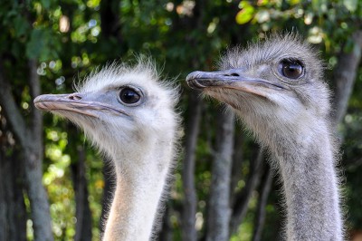 2014_Strausenfarm_ 02.08.2014 16-14-59.jpg