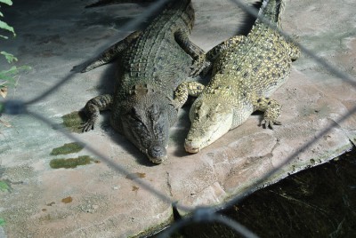 Krokodile.JPG