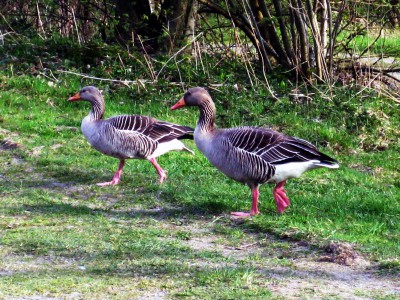 Graugänse.JPG
