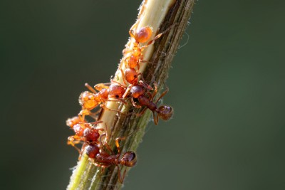 Ameisen.jpg