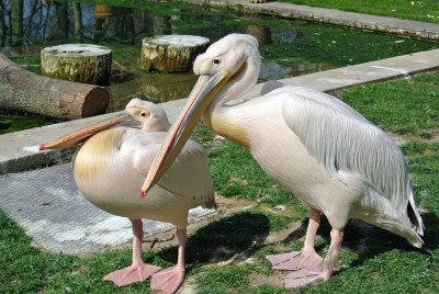 Pelikane.jpg