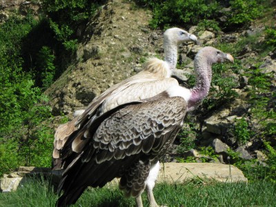 Geier.JPG