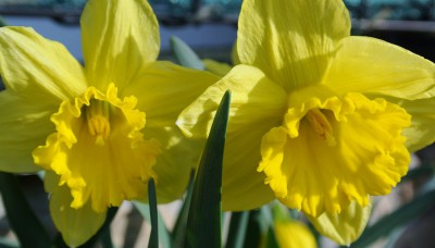 Narzissen.JPG