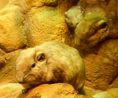 Wüstenmaus klein.JPG