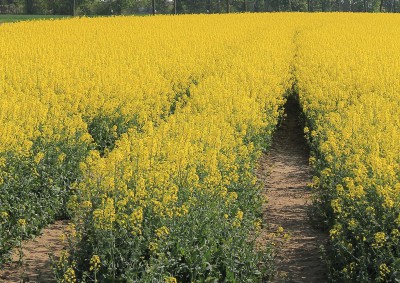 IMG_0056 (Andere).JPG