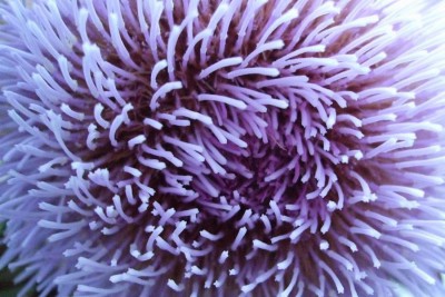 2011_09 Artischocke.JPG