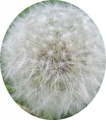 Pusteblume.JPG