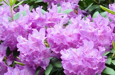 Rhododendron.JPG