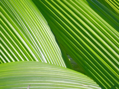 Palmblätter klein.JPG