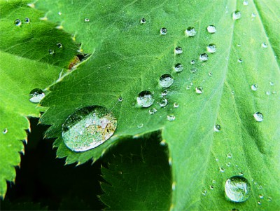 Blatt mit Regentropfen klein.JPG