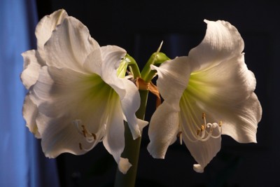 P1080196_Amaryllis_kl.JPG