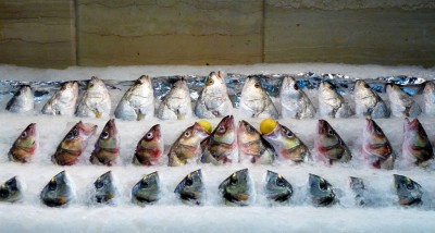 Form - Gut in Form.jpg