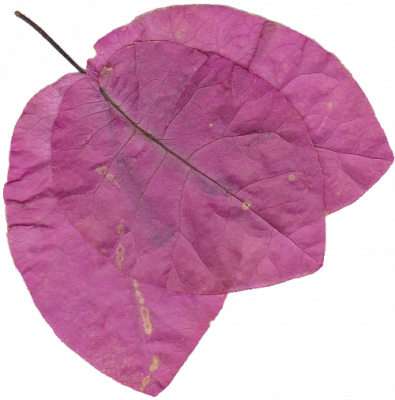 bugainvillea_k.png