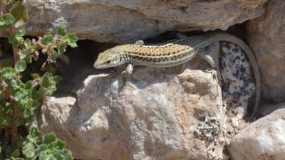 DSC_9894ed Podarcis erhardii 900px.JPG