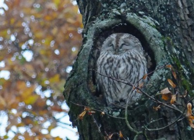09-11-2014 Schlosspark Nymphenburg (33)2_bearbeitet-1.jpg
