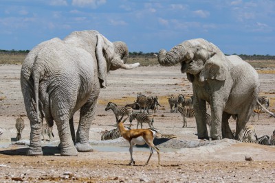 weisse_Elefanten-im Etosha.jpg