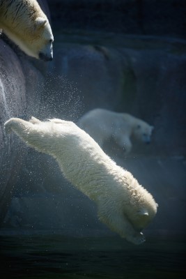 1414Eisbär1.jpg (1 von 1).jpg