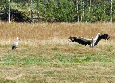 Störche_800x577.JPG
