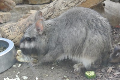 Chinchilla.JPG