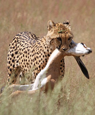 Custer bei Auchterloni Februar 2011-klein.jpg