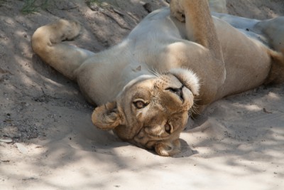 Kgalagadi_2011 Löwin Nossobtal.jpg