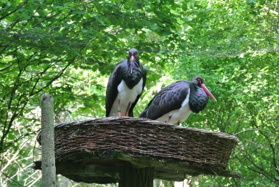Schwarzstorchenpaar.JPG