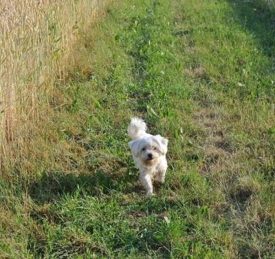 Genie beim Gassi gehen.JPG