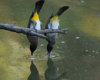 trinkende Vögel-klein.jpg