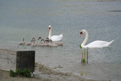 Schwanenfamilie.JPG