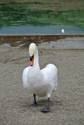 Schwanenpapa beim Angriff.JPG