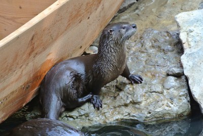 Otter.JPG