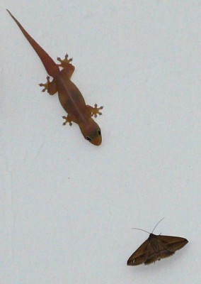 Gecko.jpg