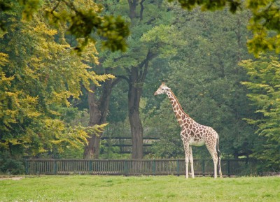 Giraffe 14 01 Kopie.jpg