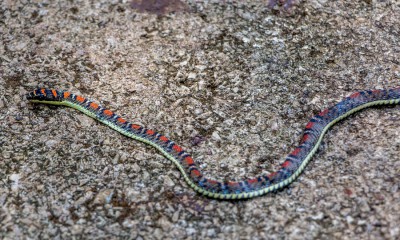 Asien2013_120 Kucing und Bako Nationalpark.jpg