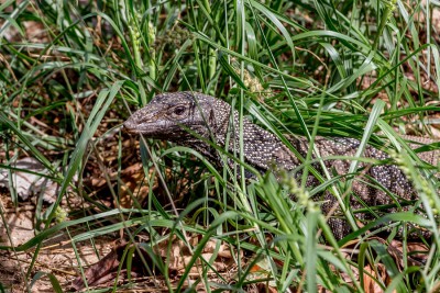 Asien2013_010 Pulau Tioman.jpg