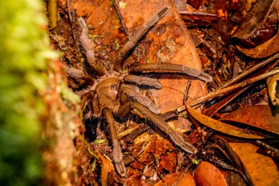 Asien2013_129 Kucing und Bako Nationalpark.jpg