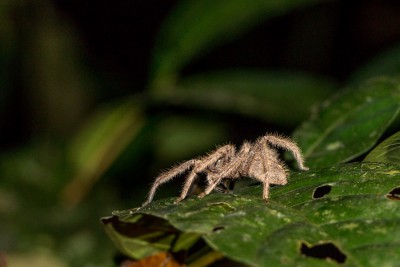 Asien2013_177 Gunung Mulu Nationalpark.jpg